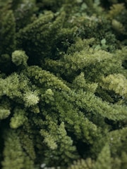 A dense cluster of green foliage, likely from ferns or a similar type of plant, with varying shades of green and pointed leaves. The plants appear lush and healthy, suggesting a thriving ecosystem. Some areas are slightly blurred, giving a soft, natural feel to the image.