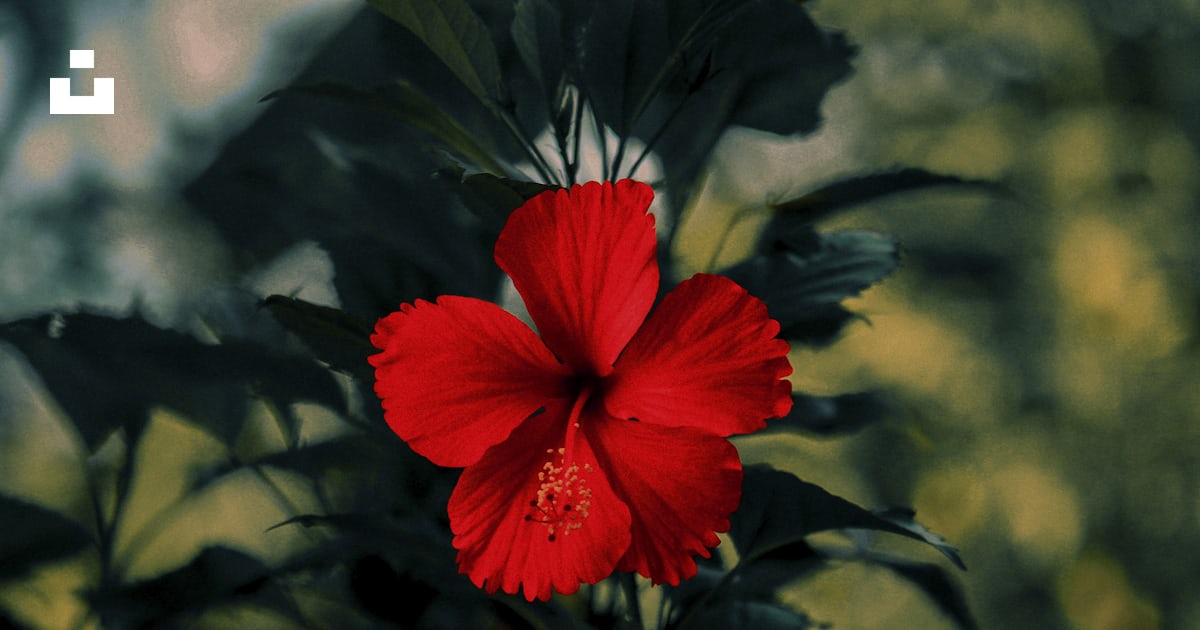 Fleur rouge dans une lentille à mise au point peu profonde photo ...