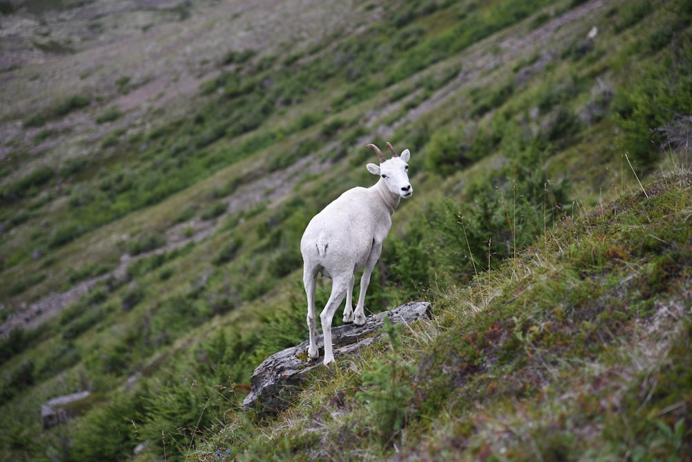 Weiße Kuh tagsüber auf grünem Gras