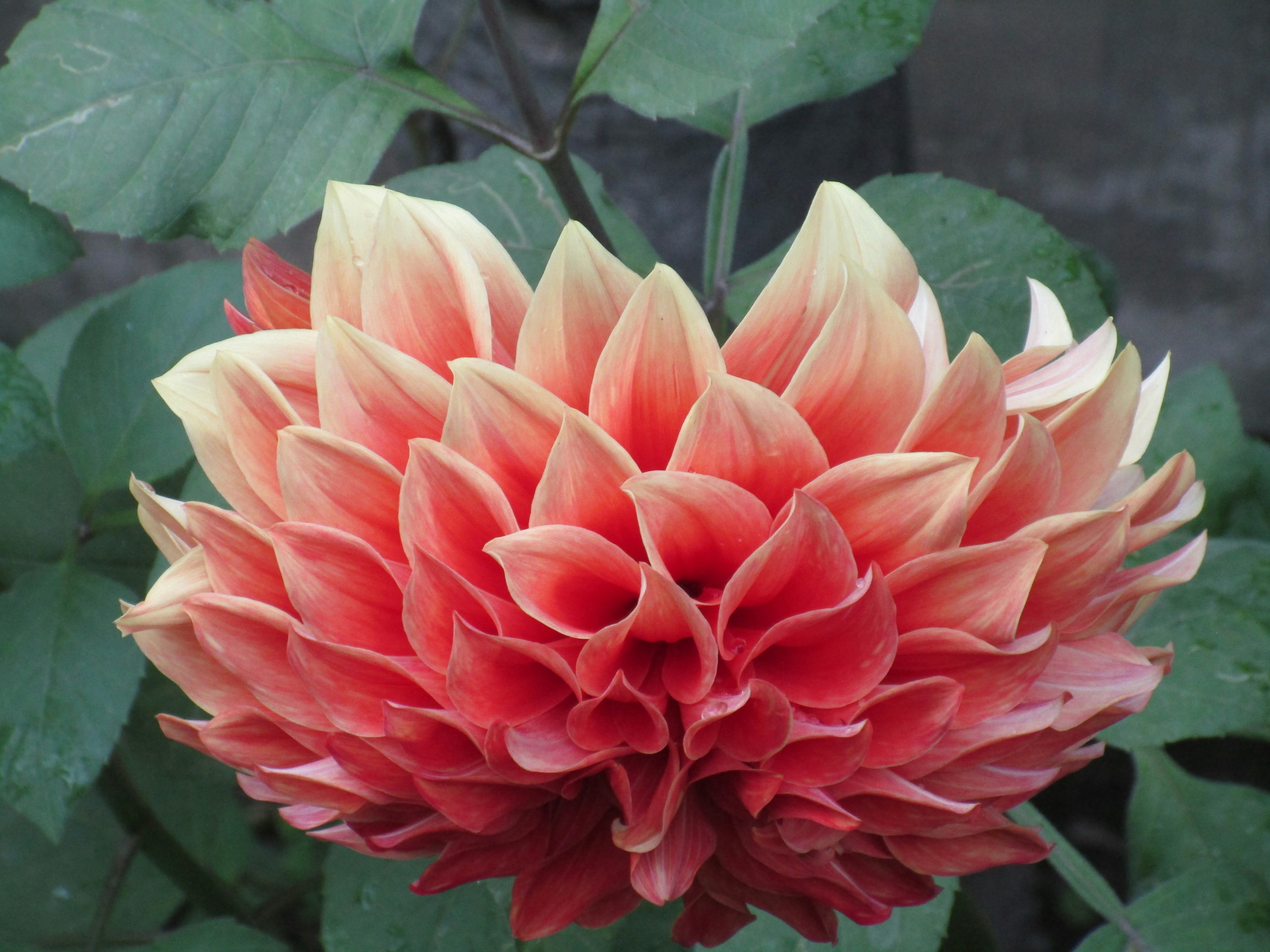 Photo by gagangulyani