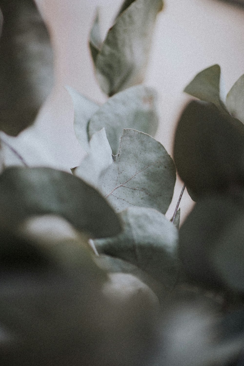 green leaves in close up photography