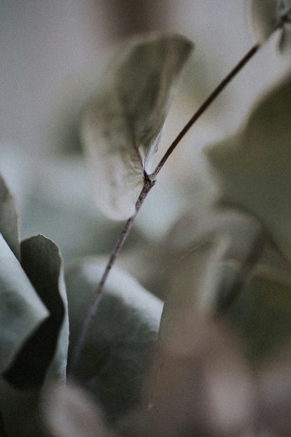 a close up of a plant with a blurry background