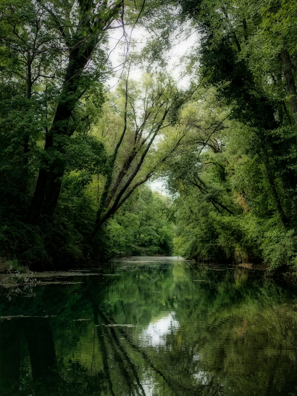 a body of water surrounded by lush green trees