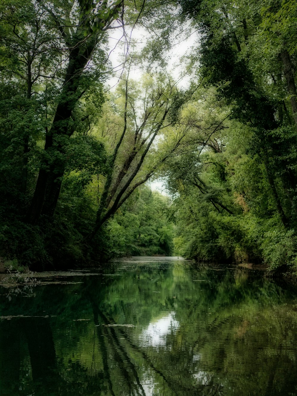 uno specchio d'acqua circondato da rigogliosi alberi verdi