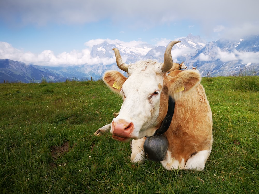 Braun-weiße Kuh auf grünem Grasfeld unter blau-weißem sonnigem bewölktem Himmel während