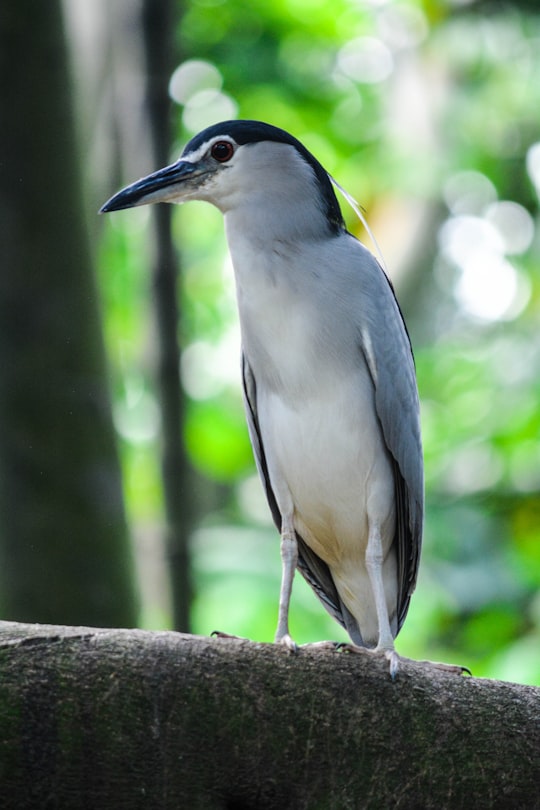 grey and yellow bird on tree branch in Zoo Negara MRR2 Malaysia