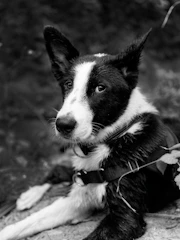 Modern dog harness displayed on a sleek white background highlighting its design