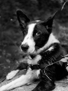 A black and white image of a dog with pointed ears, black fur with white patches on its face and chest, wearing a harness. The background is blurred, suggesting an outdoor setting.