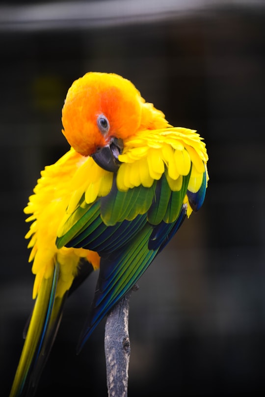 yellow green and blue bird in Zoo Negara MRR2 Malaysia