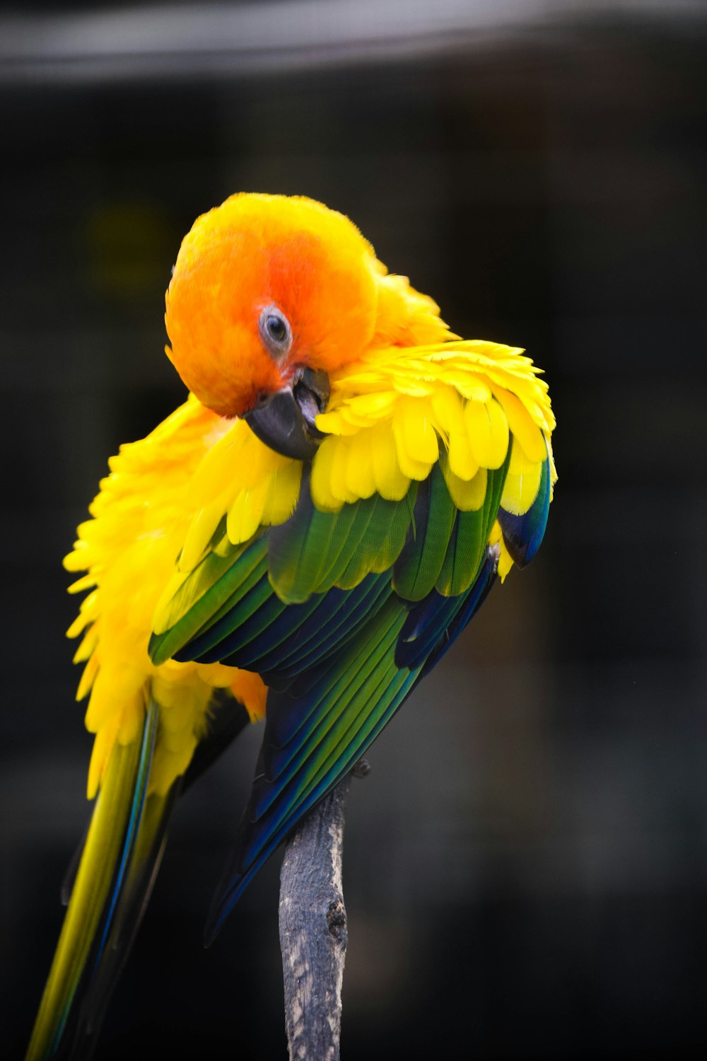 gelbgrüner und blauer Vogel