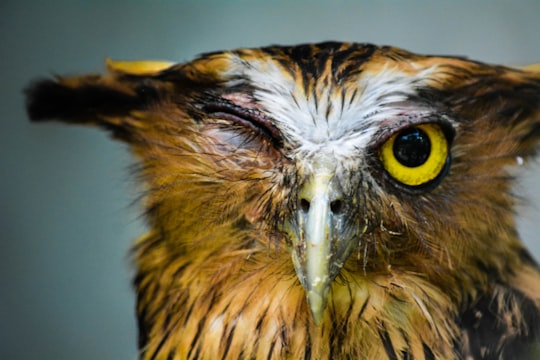 brown and white owl in close up photography in Zoo Negara MRR2 Malaysia