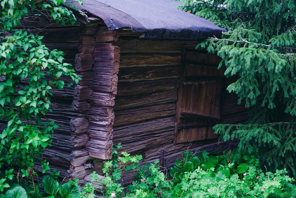 Maison en bois marron entourée de plantes vertes