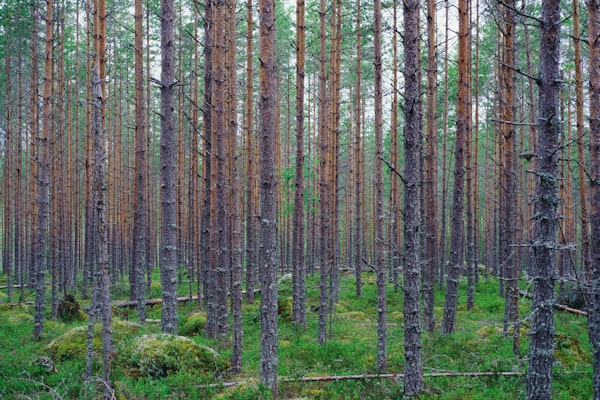 Optimising forestry operations planning in Finland