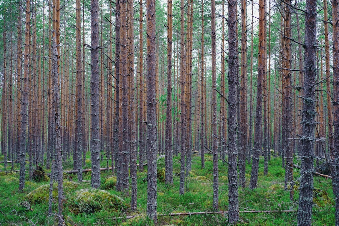Forest photo spot Suonenjoki Finland