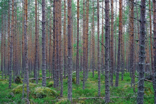 green and brown trees during daytime in Suonenjoki Finland