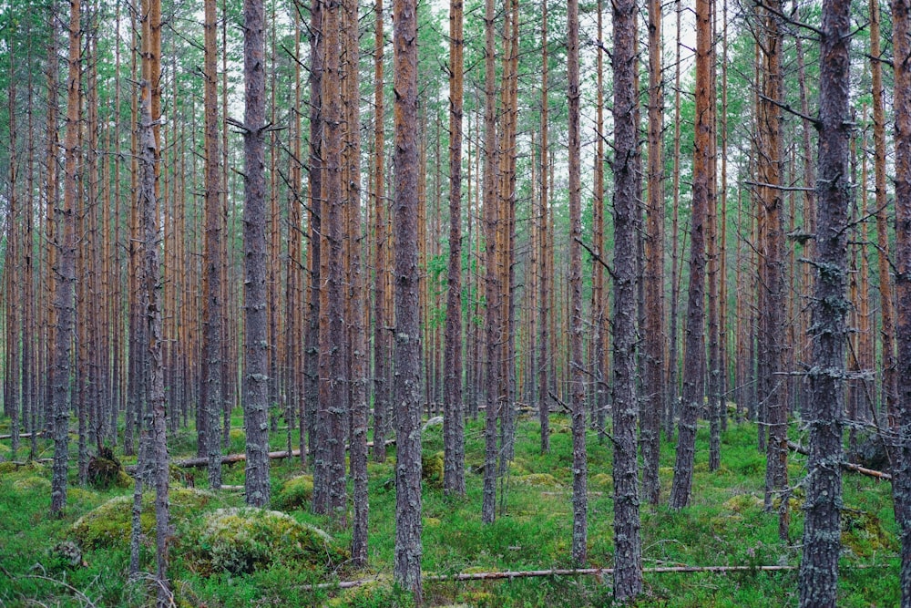 green and brown trees during daytime