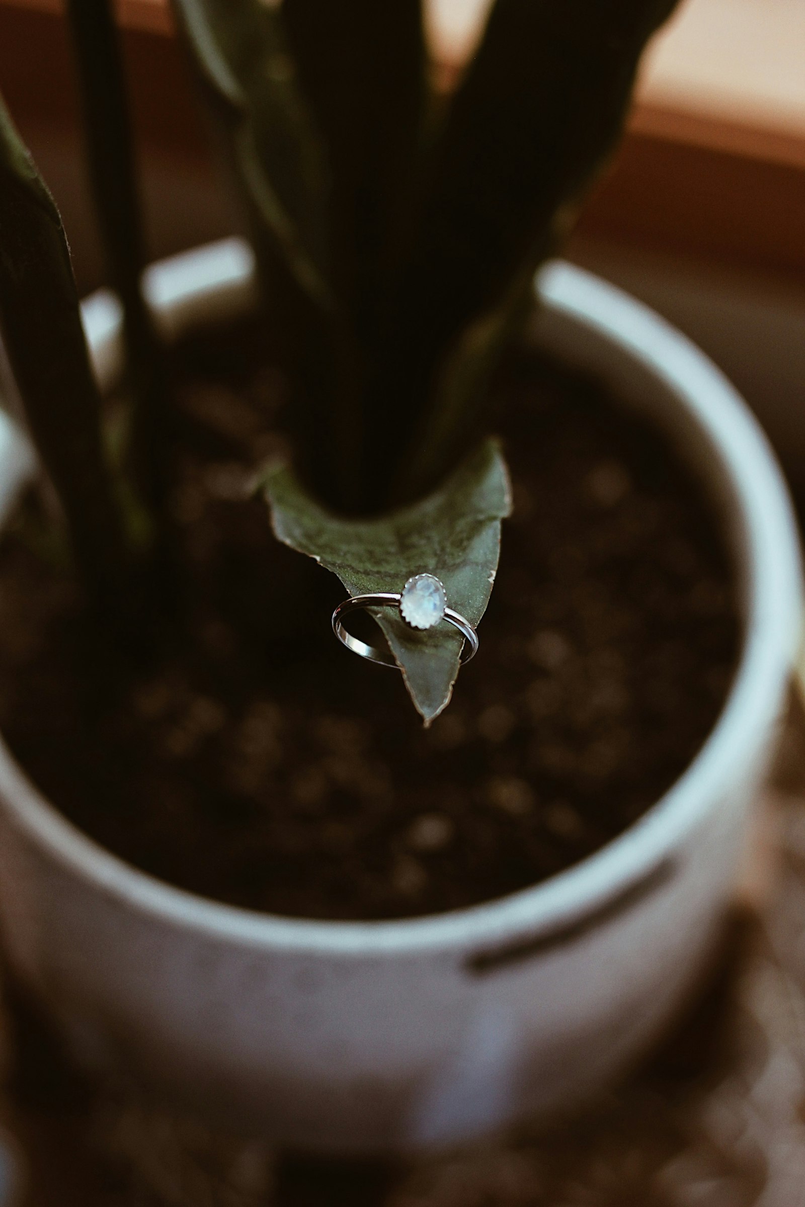 Canon EOS 550D (EOS Rebel T2i / EOS Kiss X4) + Canon EF 50mm F1.8 STM sample photo. Green plant in white photography