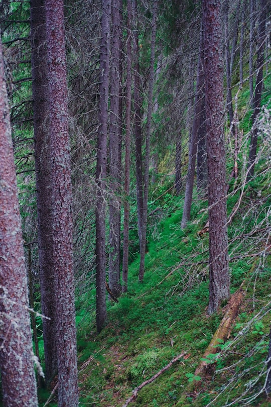 brown and green trees during daytime in Multia Finland