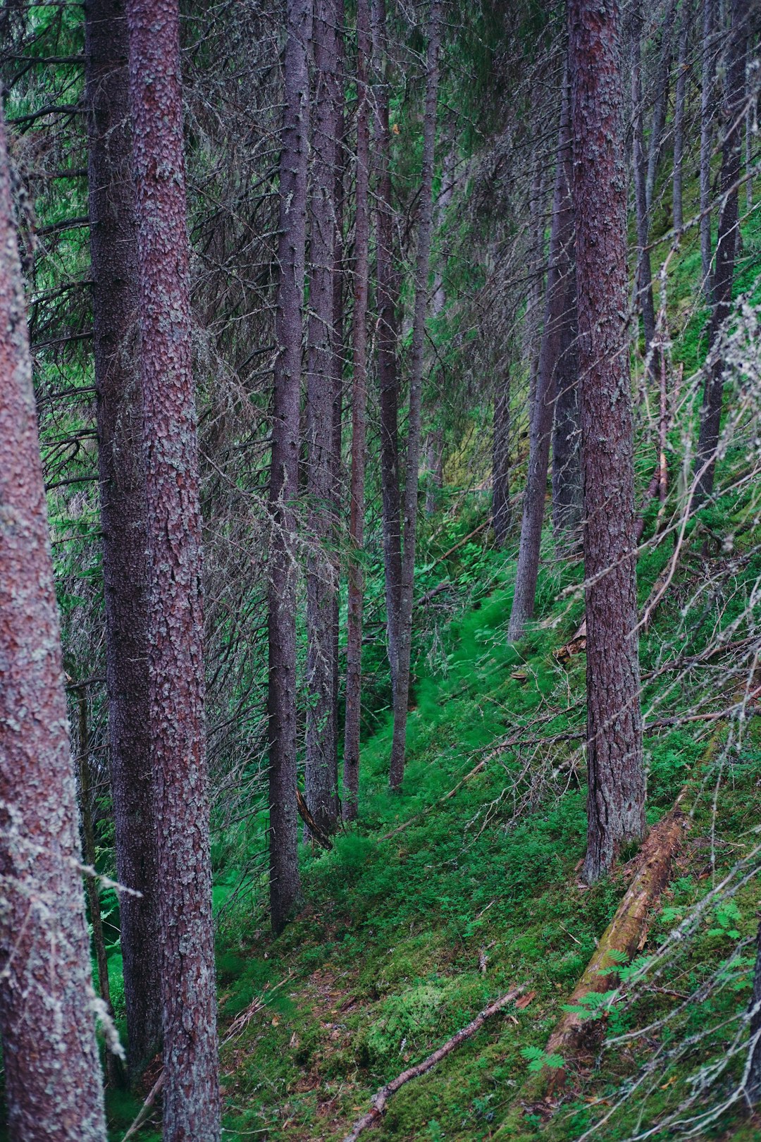 Forest photo spot Multia Orivesi