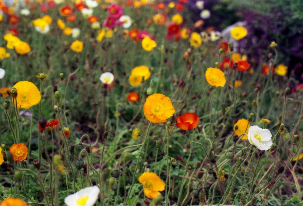 yellow and red flowers in bloom during daytime