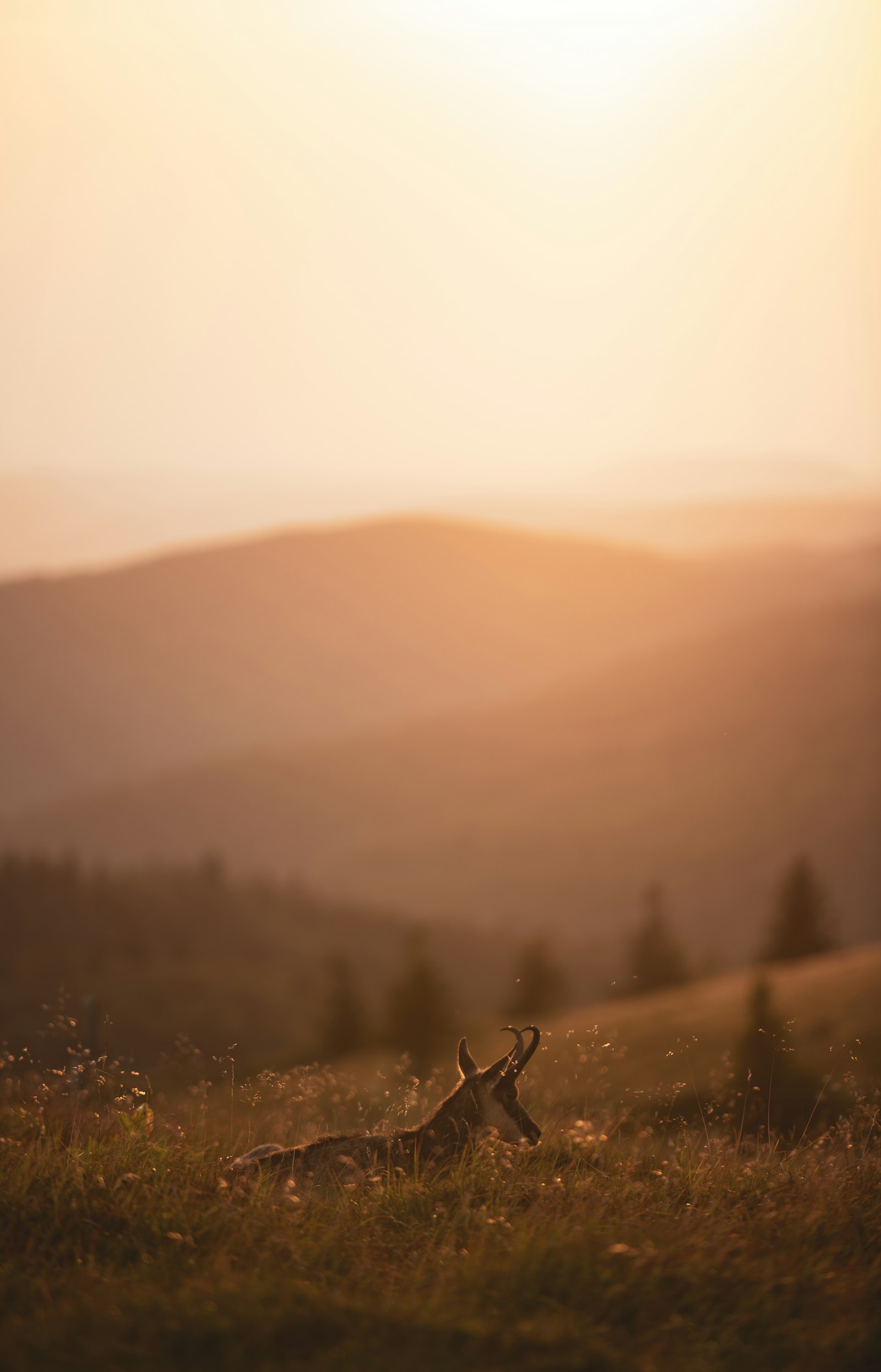 Sony a7R II + Canon EF 70-200mm F2.8L IS II USM sample photo. Deer on green grass photography