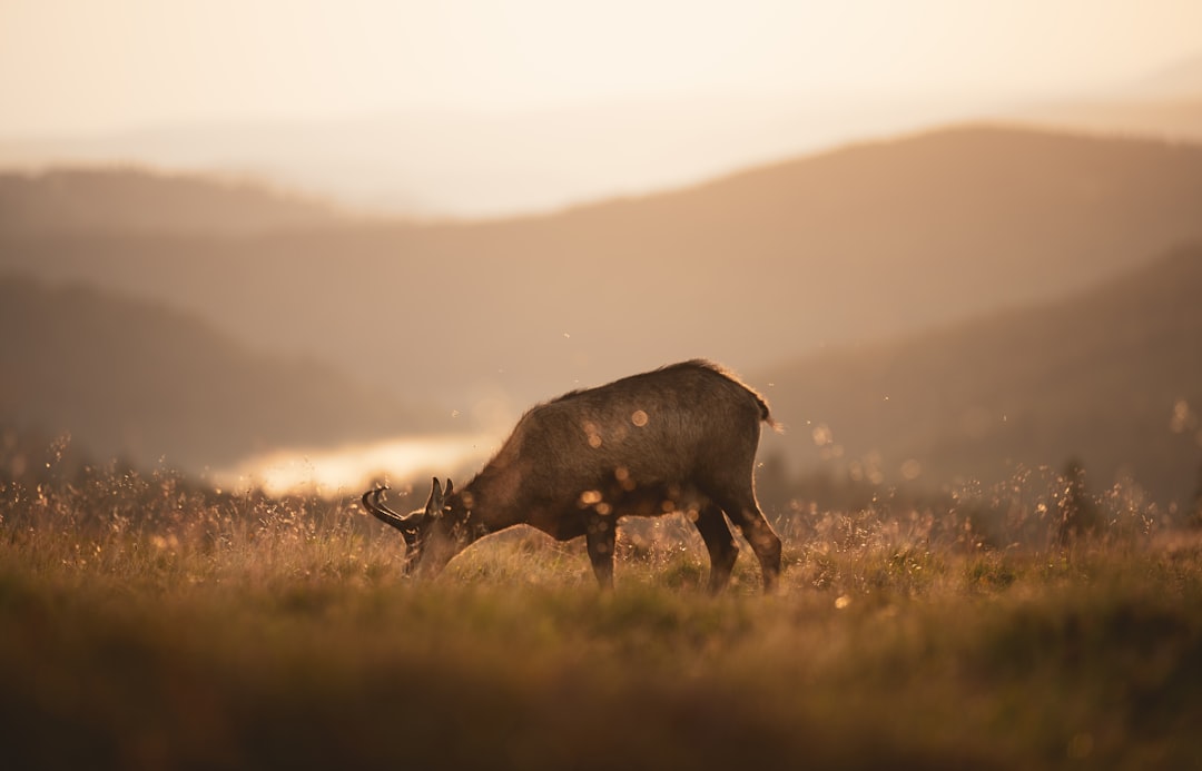 black moose on brown grass field during daytime