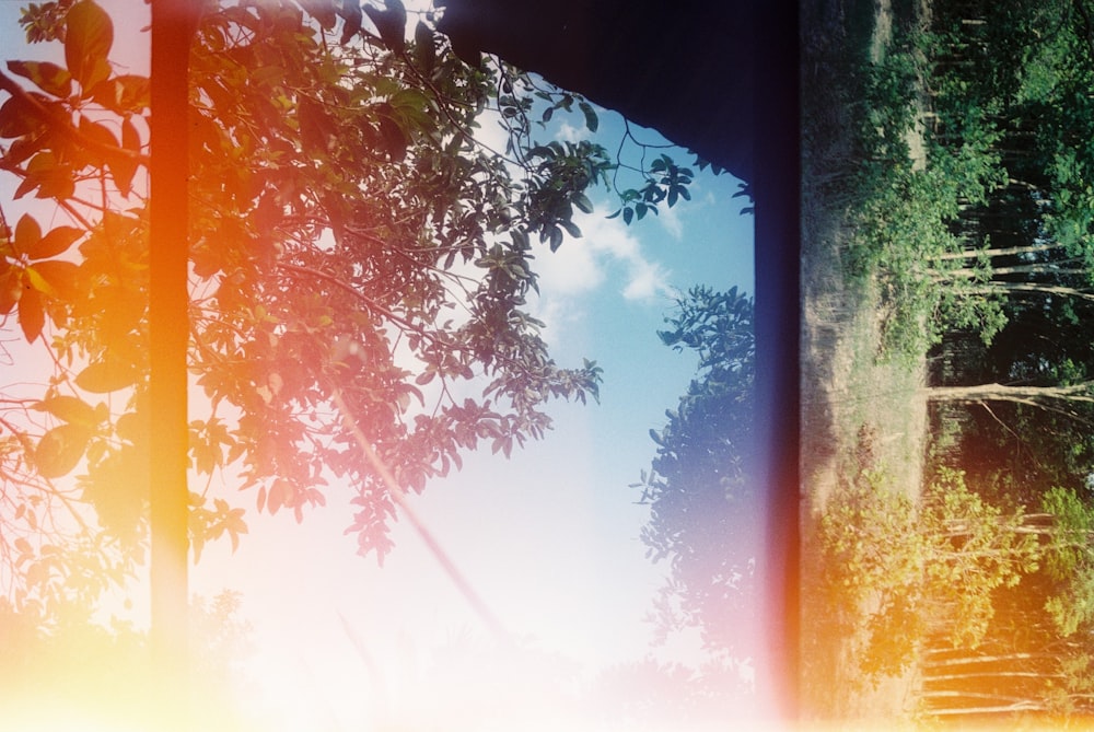 green and brown tree under blue sky during daytime