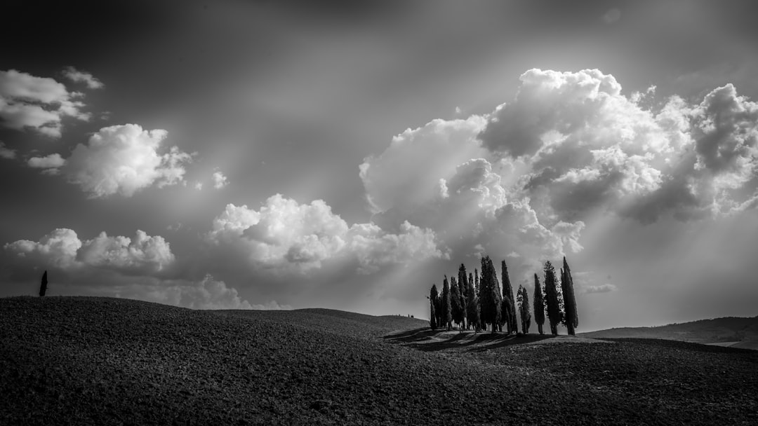 grayscale photo of tree trunk on hill, Landscape in Tuscany with trees and clouds in black and white