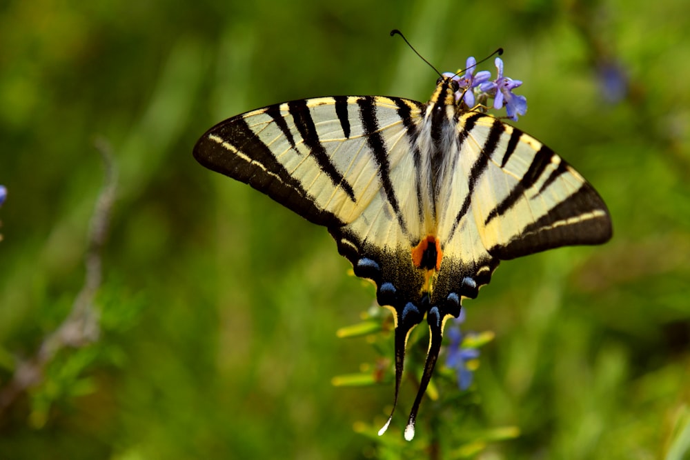 black and white butterfly perched on purple flower in close up photography during daytime