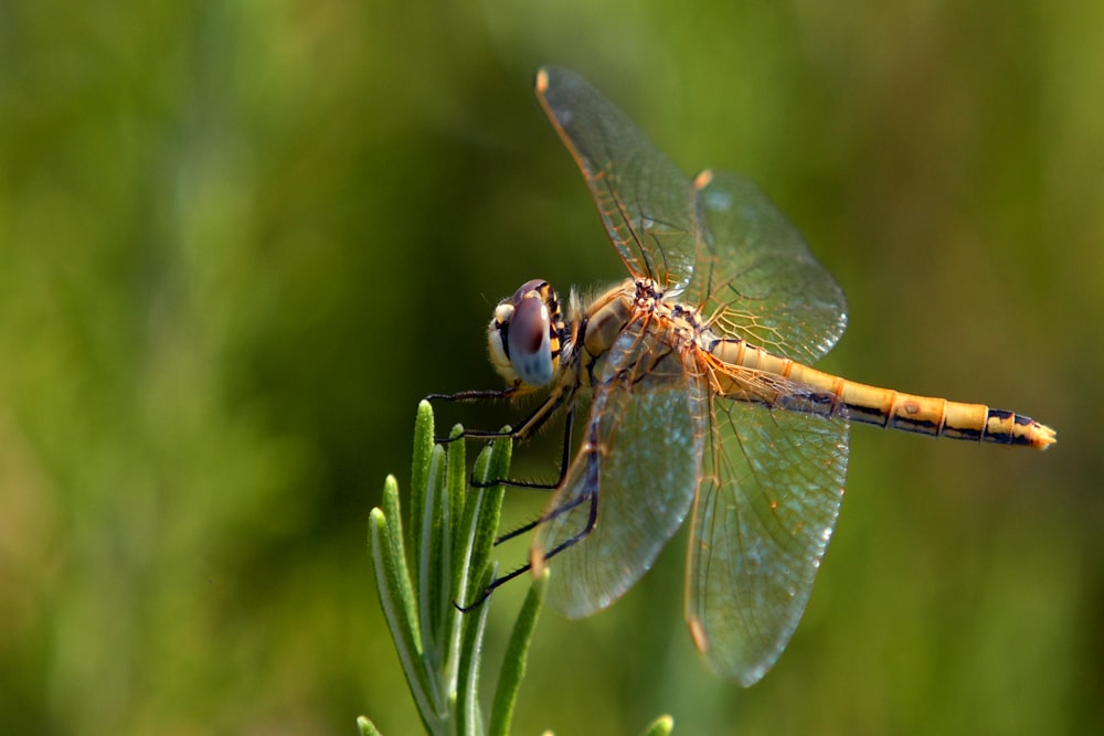 libellula marrone appollaiata su foglia verde in fotografia ravvicinata durante il giorno