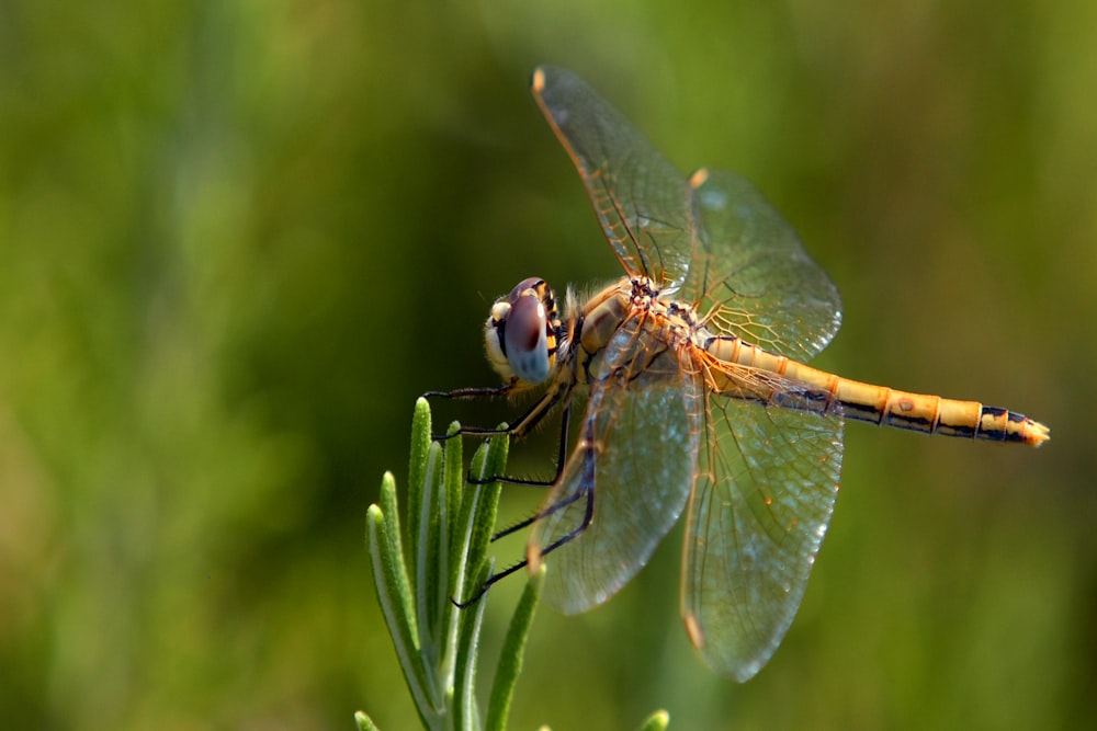 brown dragonfly perched on green leaf in close up photography during daytime
