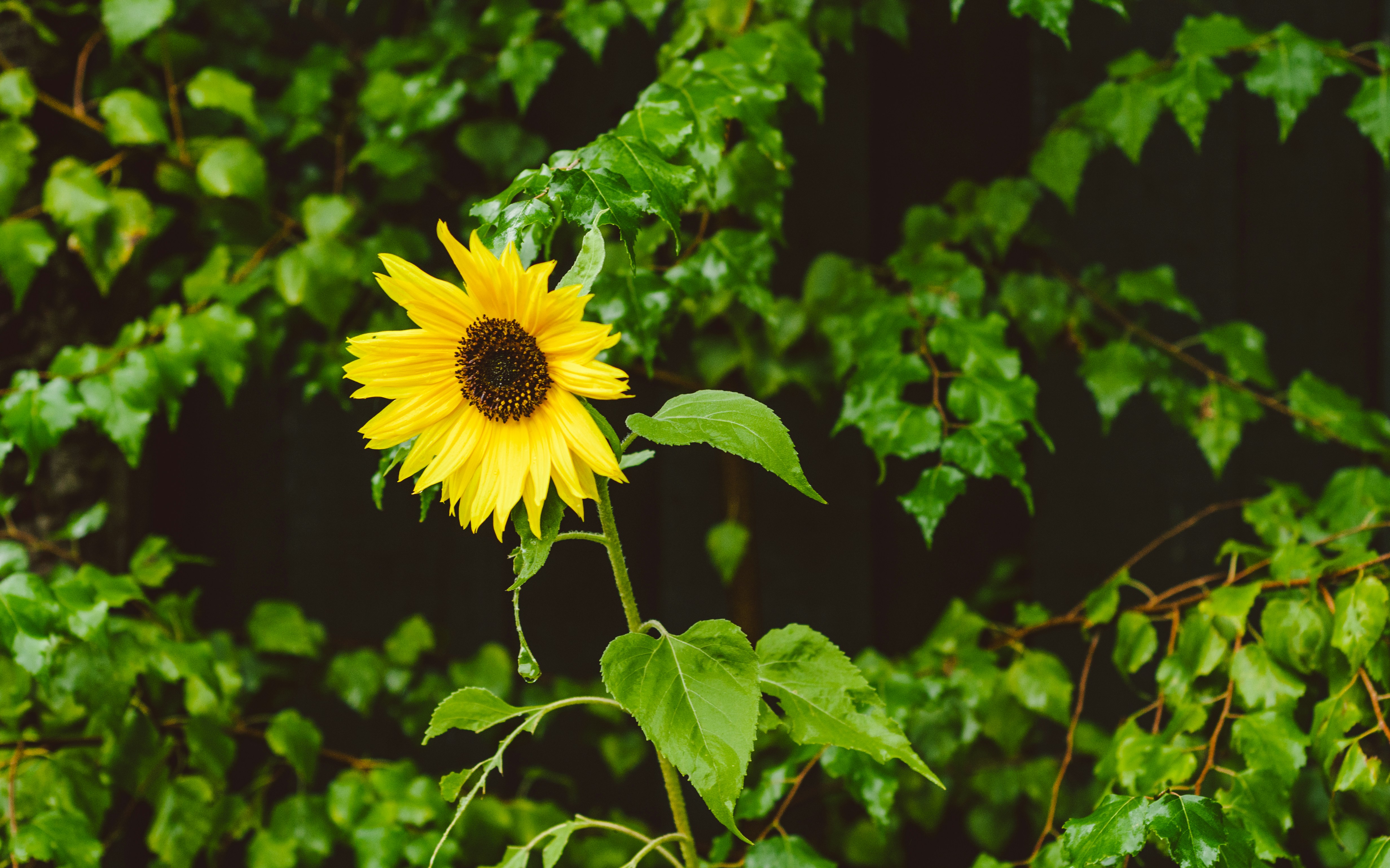 Photo by shanerounce