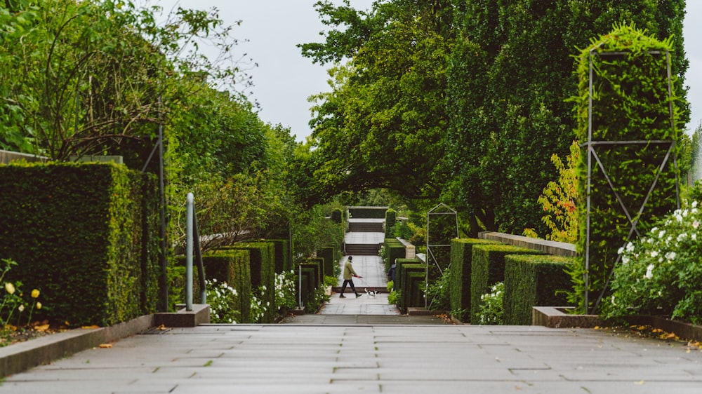 green trees and brown wooden pathway