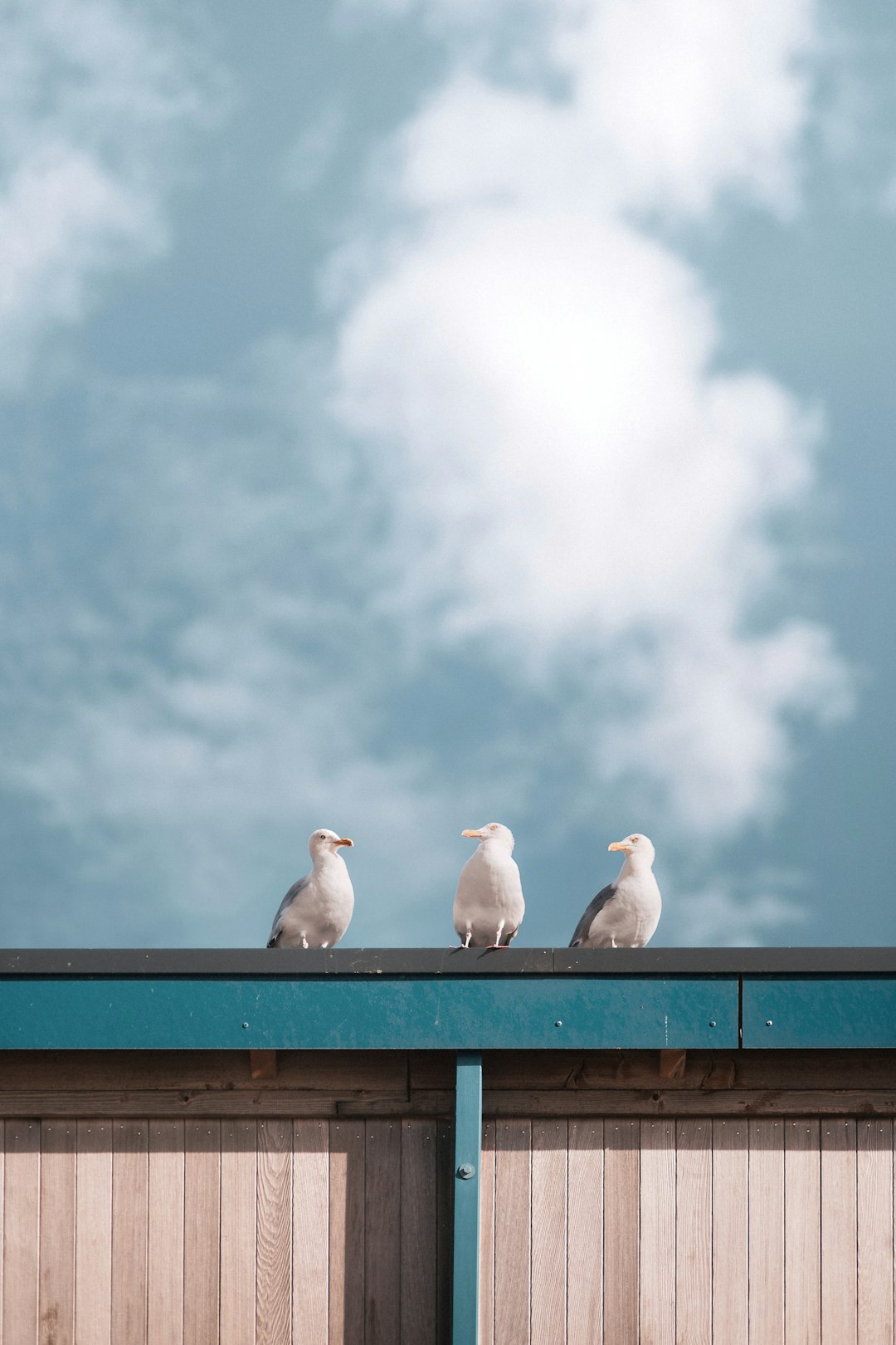 white bird on brown wooden fence under white clouds during daytime