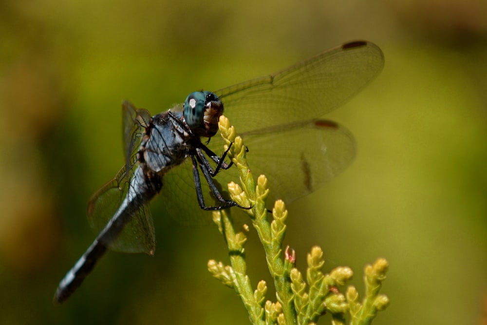 green and black dragonfly perched on yellow flower in close up photography during daytime