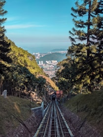 green trees on mountain during daytime