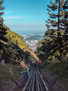 green trees on mountain during daytime