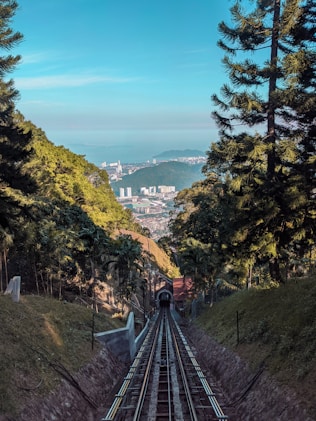 green trees on mountain during daytime