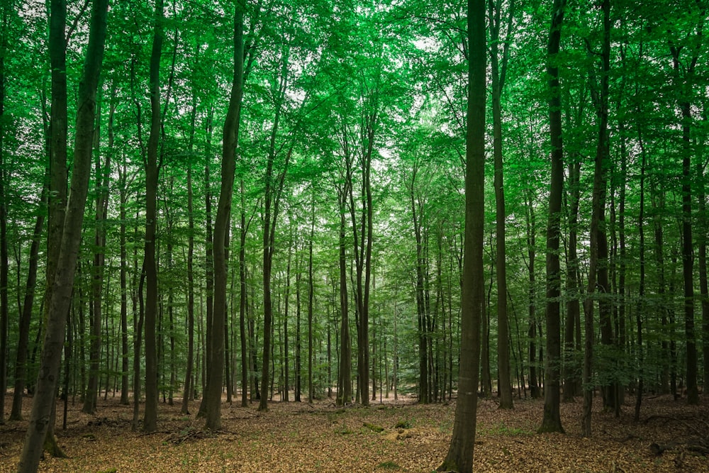 green trees on brown soil