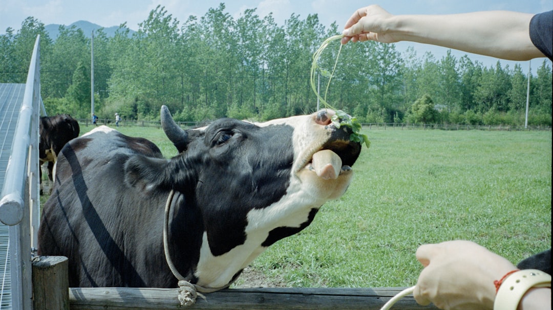 black and white cow on green grass field during daytime