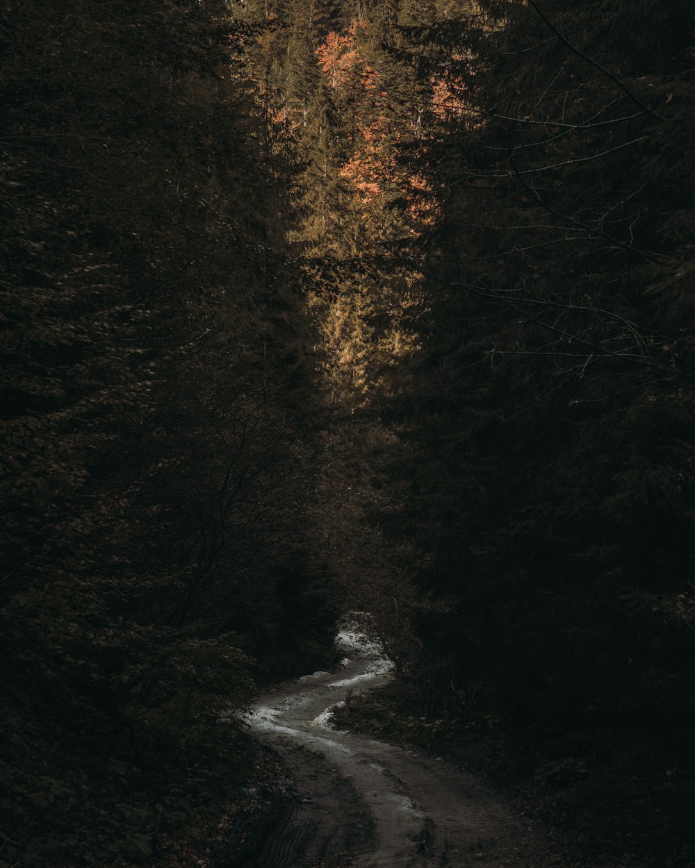 brown trees beside river during daytime