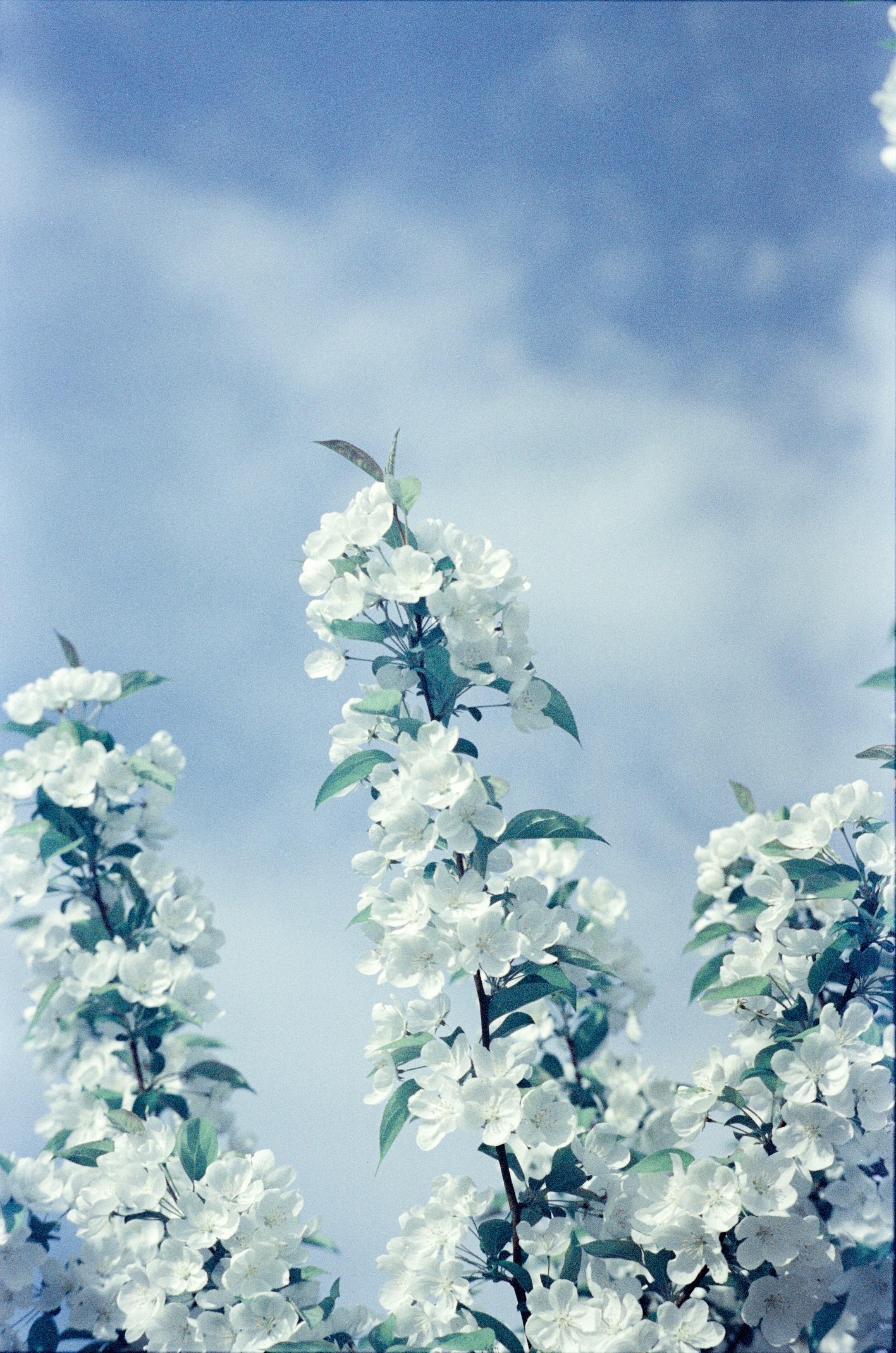 昼間の青空の下に白い花の写真 Unsplashで見つける花の無料写真