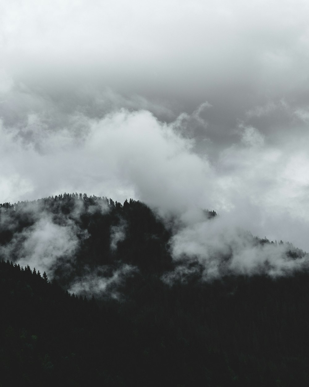 green trees under white clouds