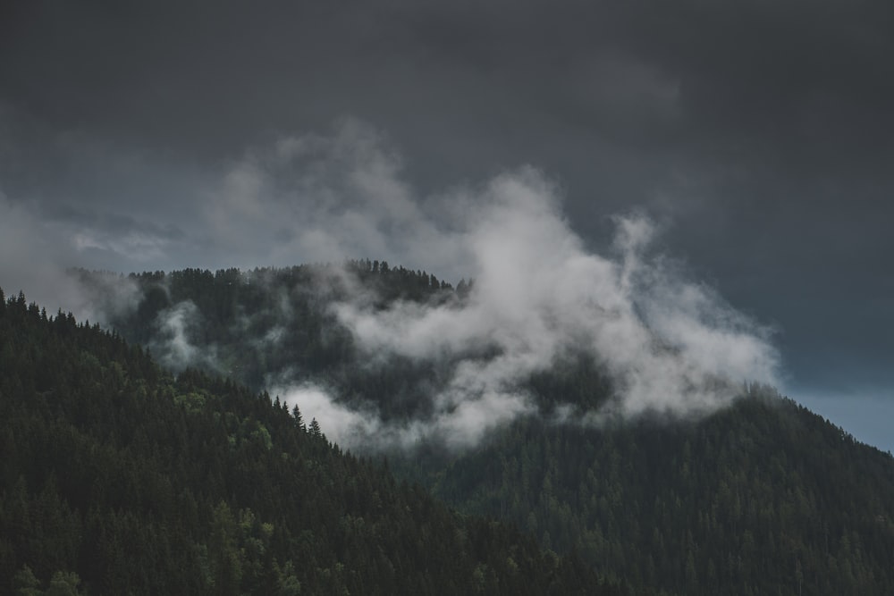 green trees under white clouds during daytime