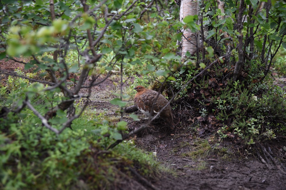 Brauner und schwarzer Vogel auf grünem Gras tagsüber