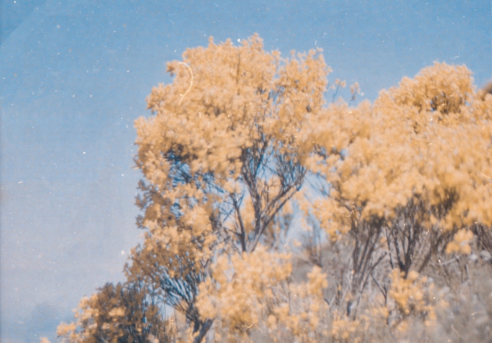 brown leaf tree under blue sky during daytime