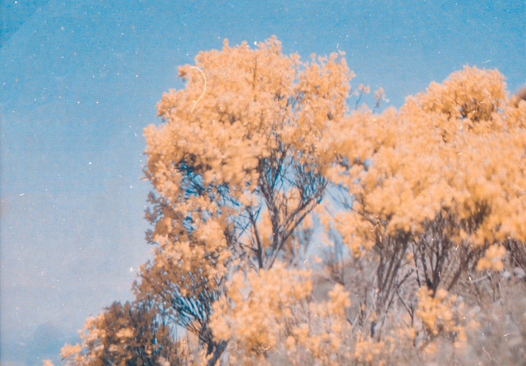 brown leaf tree under blue sky during daytime