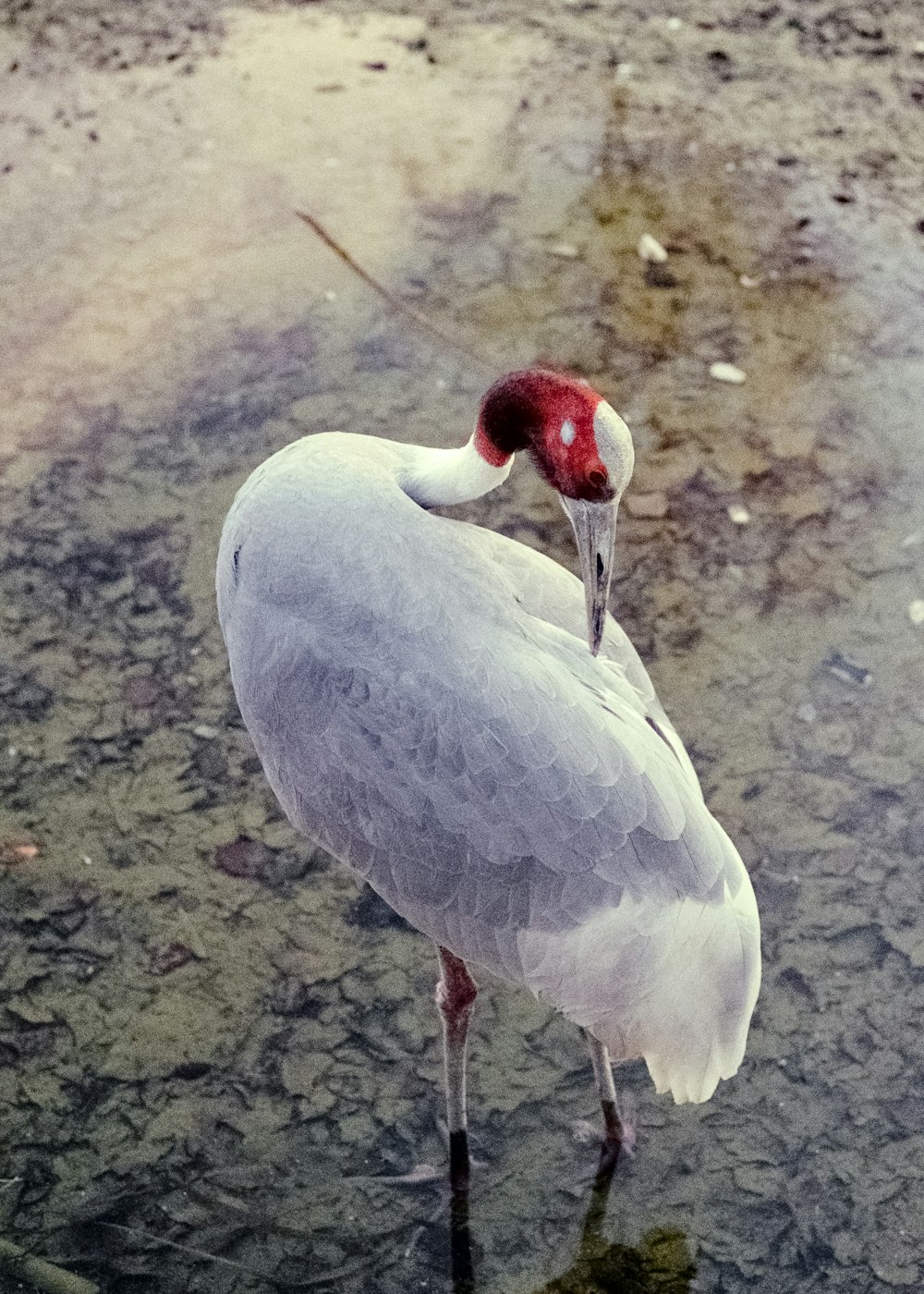 white and black long beak bird