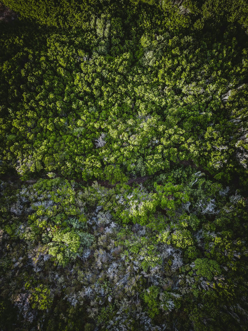 hojas verdes sobre suelo marrón