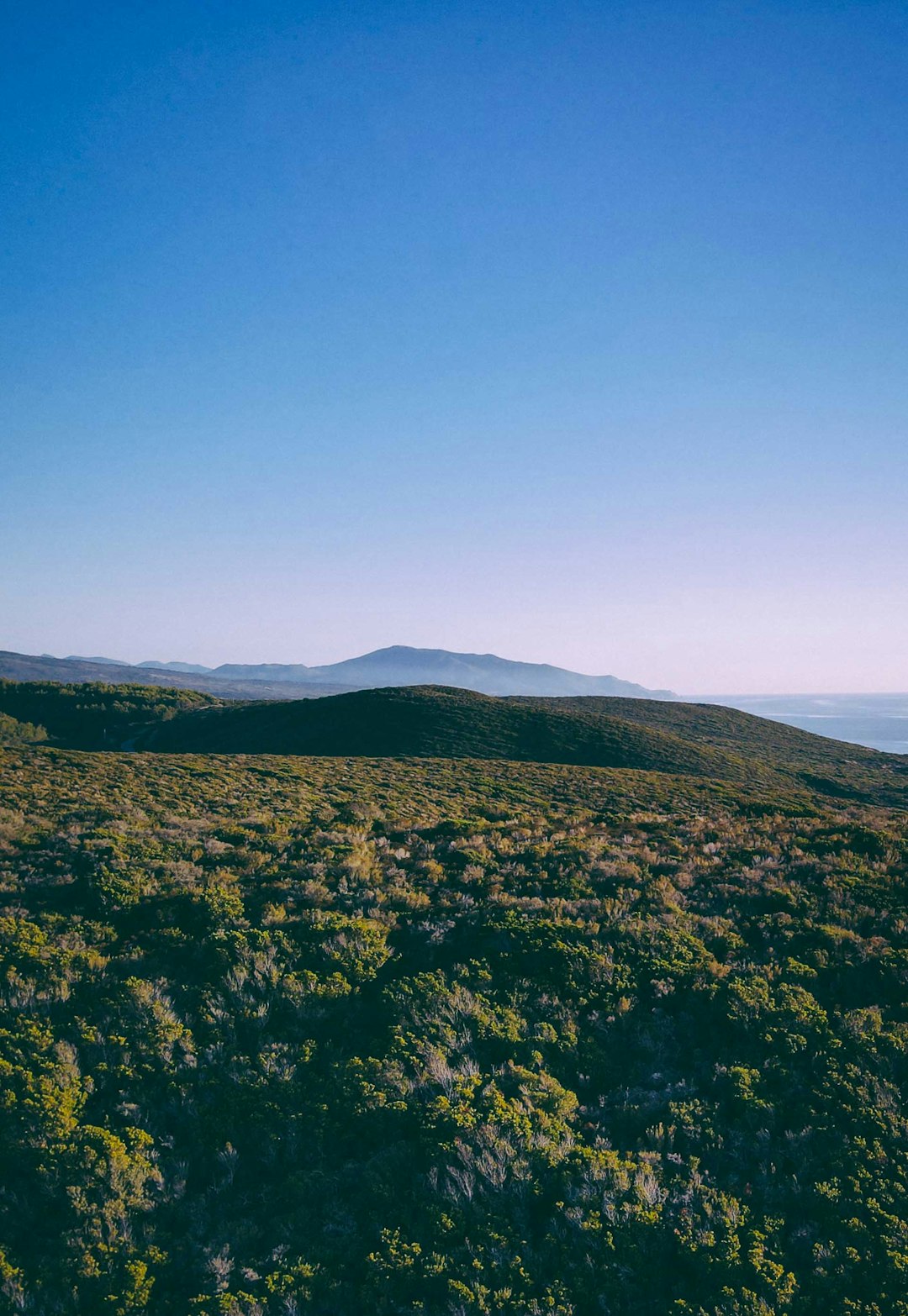 green trees on mountain under blue sky during daytime